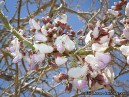 Image of desert ironwood