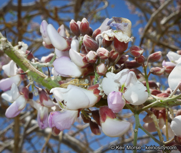 Image of desert ironwood