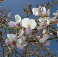 Image of desert ironwood