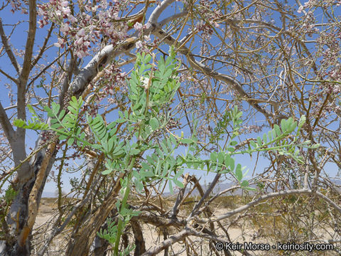 Image of desert ironwood