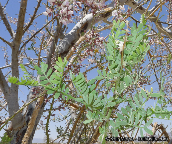 Image of desert ironwood