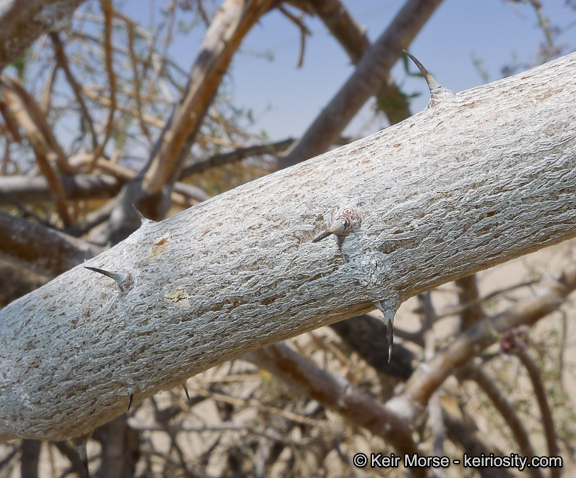 Image of desert ironwood