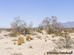 Image of desert ironwood