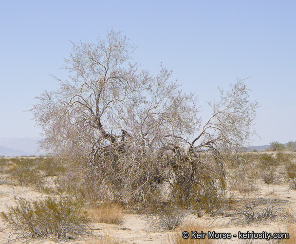 Image of desert ironwood