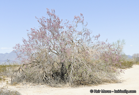 Image of desert ironwood