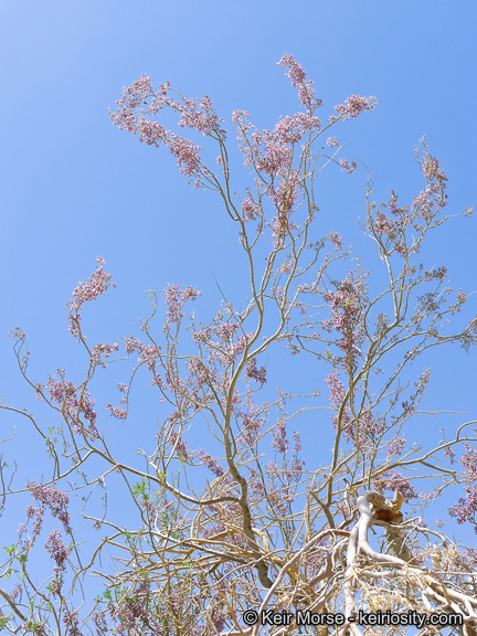 Image of desert ironwood