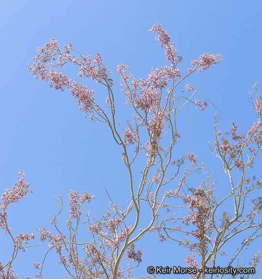 Image of desert ironwood