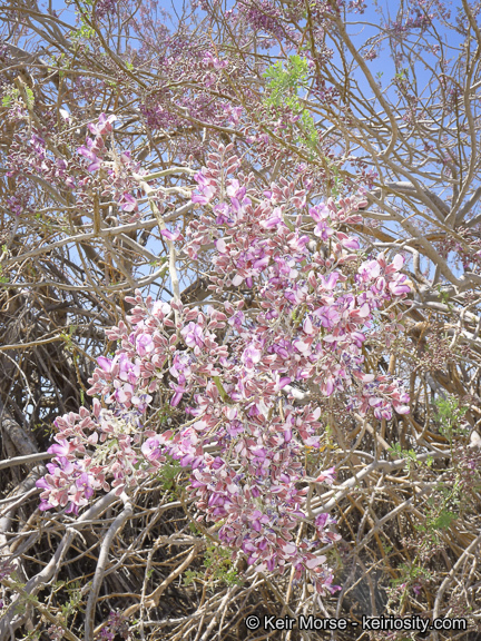 Image of desert ironwood