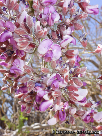 Image of desert ironwood