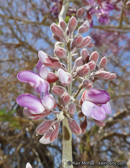 Image of desert ironwood