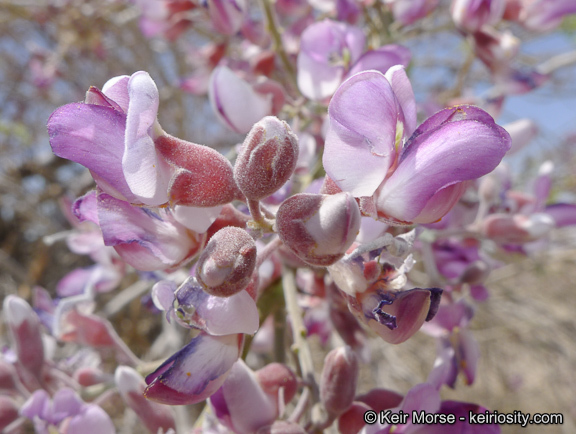 Image of desert ironwood