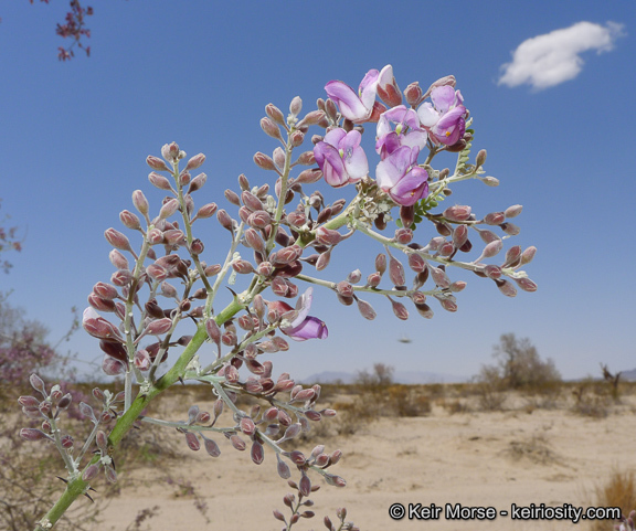 Image of desert ironwood