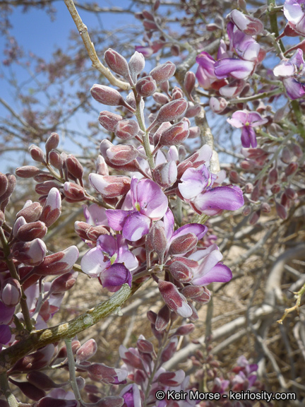 Image of desert ironwood