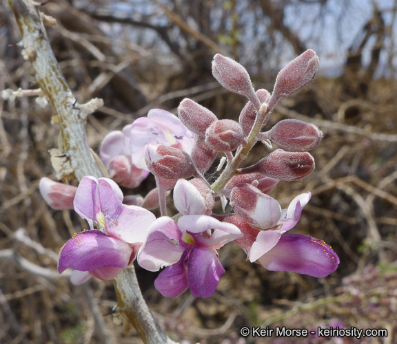 Image of desert ironwood