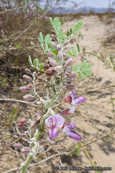 Image of desert ironwood