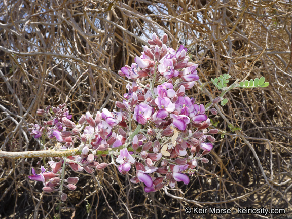 Image of desert ironwood