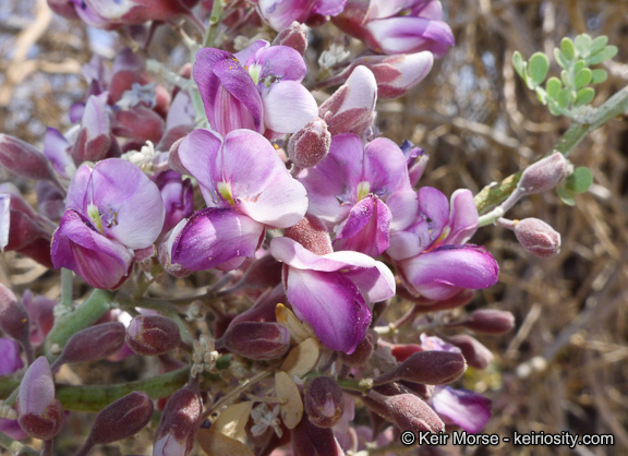 Image of desert ironwood