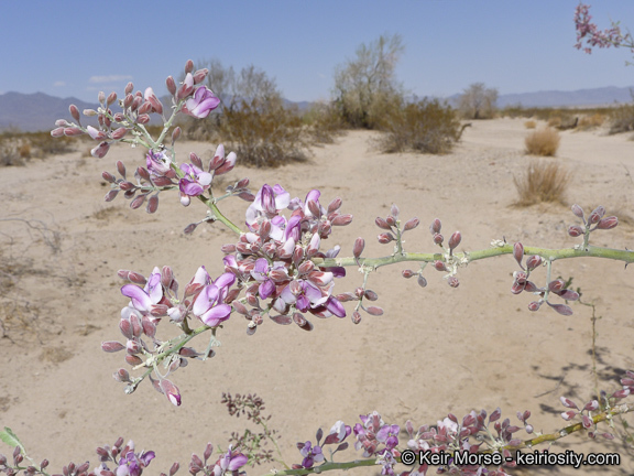 Image of desert ironwood