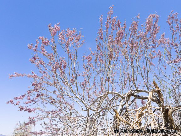 Image of desert ironwood