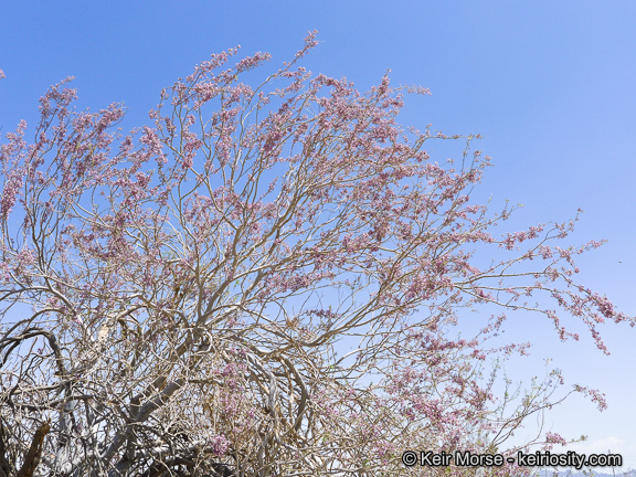 Image of desert ironwood