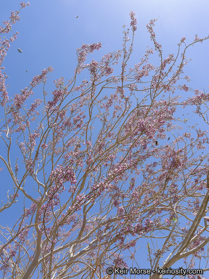 Image of desert ironwood