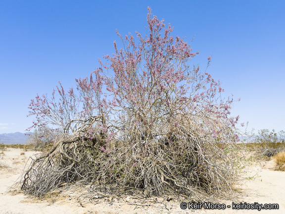 Image of desert ironwood