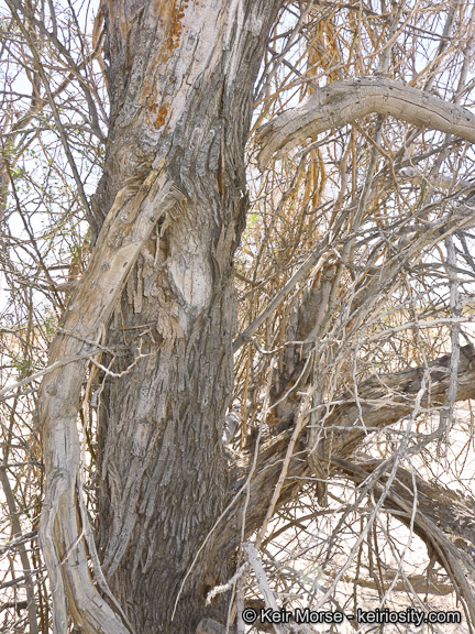 Image of desert ironwood