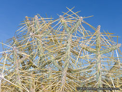 Imagem de Cylindropuntia ramosissima (Engelm.) F. M. Knuth