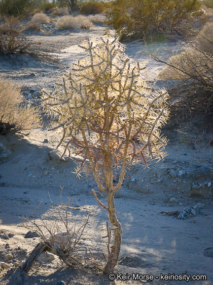 Imagem de Cylindropuntia ramosissima (Engelm.) F. M. Knuth