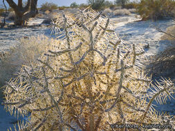 Imagem de Cylindropuntia ramosissima (Engelm.) F. M. Knuth