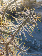 Imagem de Cylindropuntia ramosissima (Engelm.) F. M. Knuth