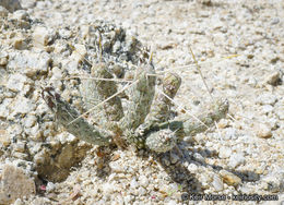 Imagem de Cylindropuntia ramosissima (Engelm.) F. M. Knuth