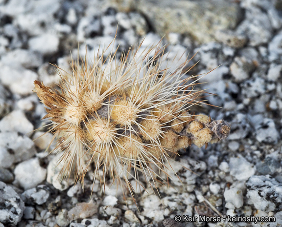 Imagem de Cylindropuntia ramosissima (Engelm.) F. M. Knuth