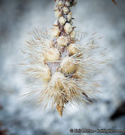 Imagem de Cylindropuntia ramosissima (Engelm.) F. M. Knuth