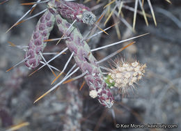 Imagem de Cylindropuntia ramosissima (Engelm.) F. M. Knuth