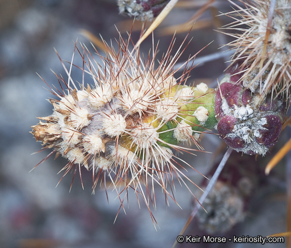 Imagem de Cylindropuntia ramosissima (Engelm.) F. M. Knuth