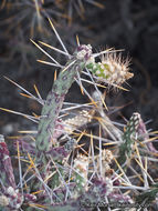 Imagem de Cylindropuntia ramosissima (Engelm.) F. M. Knuth