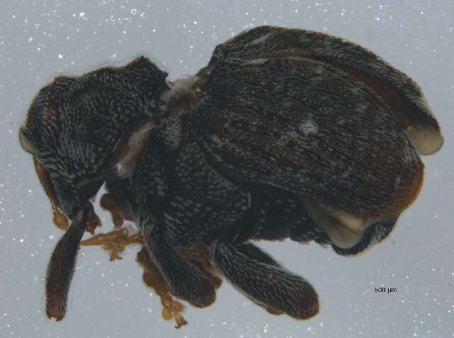 Image of Minute Seed Weevils