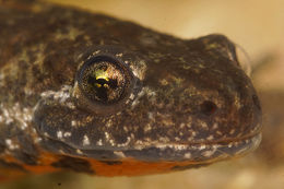 Image of Triturus ivanbureschi Arntzen & Wielstra ex Wielstra, Litvinchuk, Naumov, Tzankov & Arntzen 2013