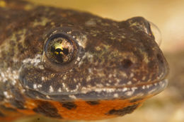 Image of Triturus ivanbureschi Arntzen & Wielstra ex Wielstra, Litvinchuk, Naumov, Tzankov & Arntzen 2013