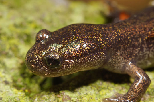 Image of Ezo Salamander