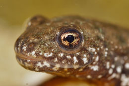 Image of Danube Crested Newt