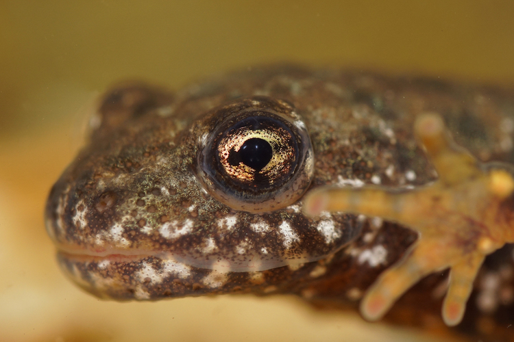 Image of Danube Crested Newt