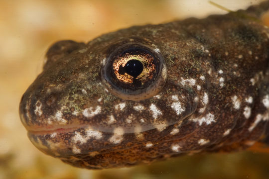 Image of Danube Crested Newt