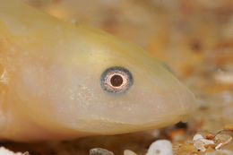 Image of Sharp-ribbed Salamander