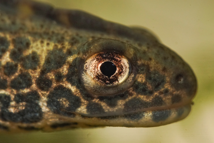 Image of Northern Banded Newt