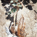 Image of <i>Proboscidea althaeifolia</i>