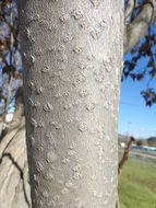 Image of tree-of-heaven