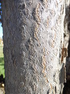 Image of tree-of-heaven