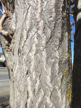 Image of tree-of-heaven